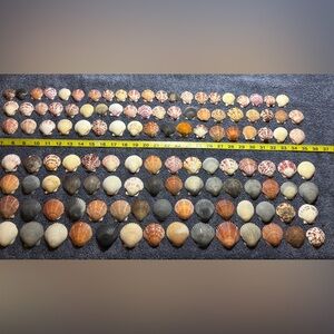 120 - Sanibel Island Scallop Seashell Collection.  Great for crafters!!